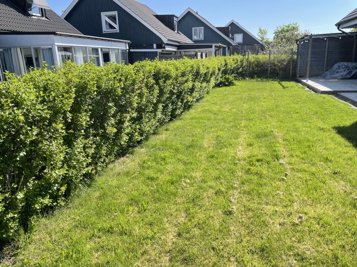 Häck i trädgård med mestadels frodig grönska och en del som behöver underhåll, bredvid en gräsmatta.