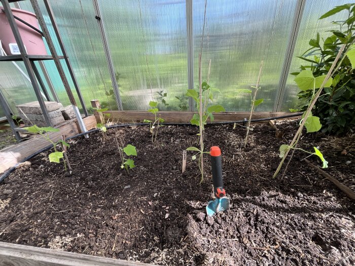 Bild av unga gurkplantor i ett växthus med startad bevattningssystem och spaljéer för stöd.