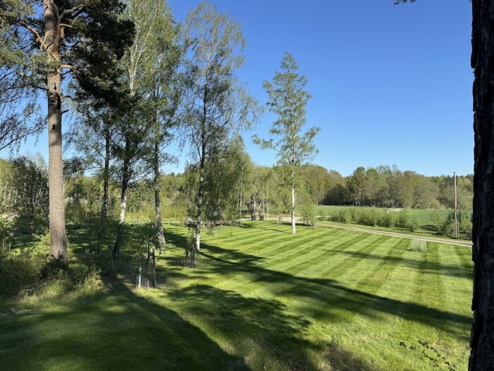 Välklippt gräsmatta med ränder omgiven av lövträd en solig dag.