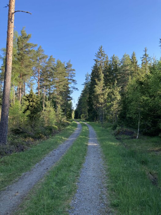 Grusväg i skog med gröna träd och blå himmel under solig dag.