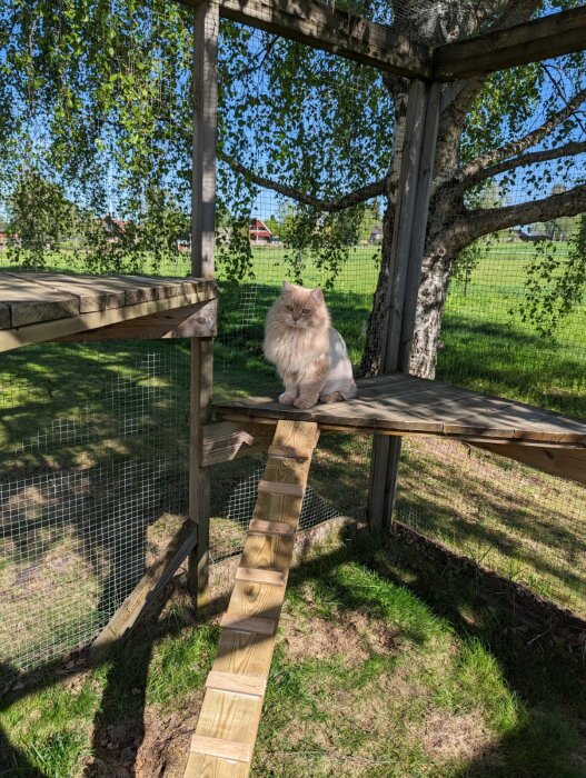 En katt på en trähylla bredvid en nybyggd liten trätrappa utomhus.