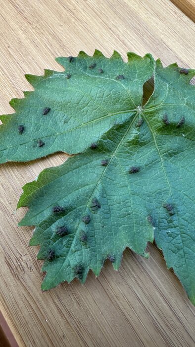 Vinrankans gröna blad med bruna knottror på en träyta.