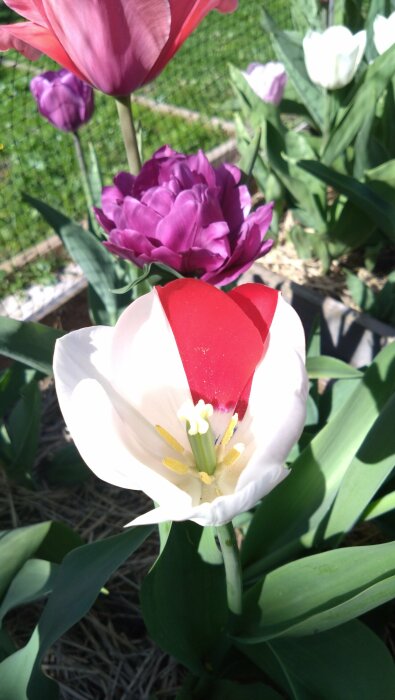 Närbild på en tvåfärgad tulpan med vita och röda kronblad i full blom bland andra tulpaner.