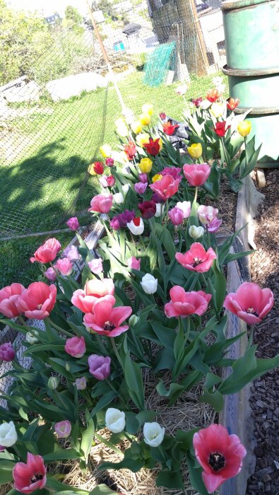 Olika färgade tulpaner i blom i en trädgård omringade av pallkragar och halm med ett staket i bakgrunden.