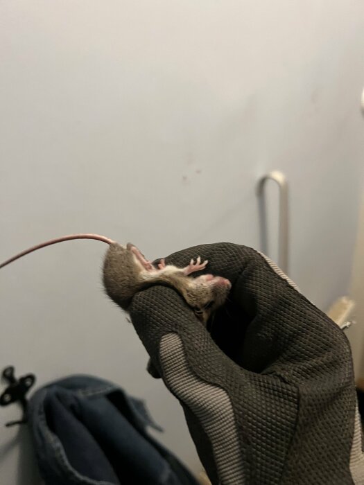 En hand i en handske håller försiktigt en liten mus, synlig upprördhet hos musen i en inomhusmiljö.