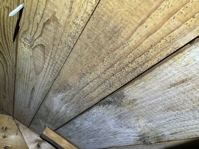Träbjälkar med mögel och spår av fukt under en takkonstruktion.