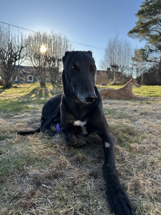 Svart hund med tratt ligger i gräset med en liggande hund i bakgrunden.