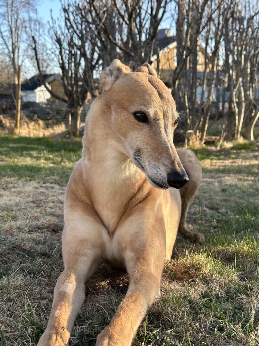 Hund utan tratt avslappnad i gräset efter operation.