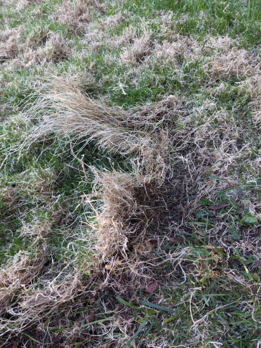 Gräsmatta med blandning av grönt och dött gräs som bildar en "tupé" över kal jord.
