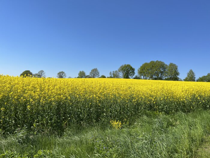 Landskap med blommande gult rapsfält under klarblå himmel.