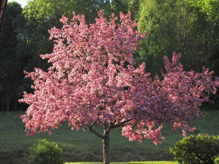 Malus "Red Splendor" prydnadsäppelträd i full blom med rosa blommor och gröna träd i bakgrunden.