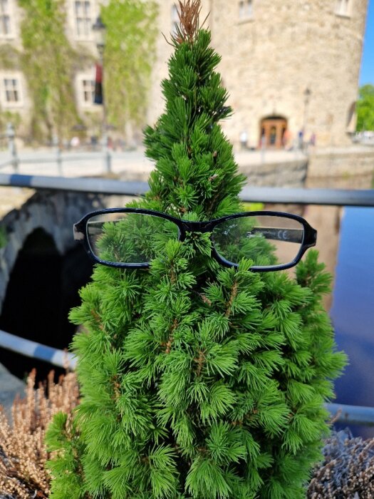 En buskig granplanta med ett par svarta glasögon på.