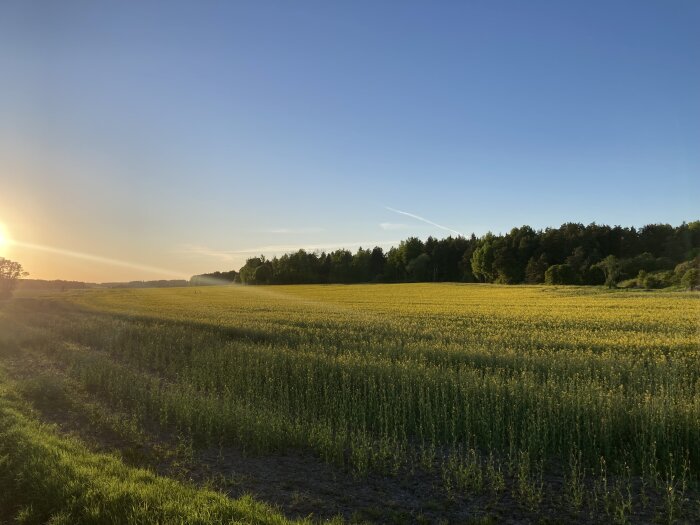 Solnedgång över blommande rapsfält med skog i bakgrunden och klar himmel.