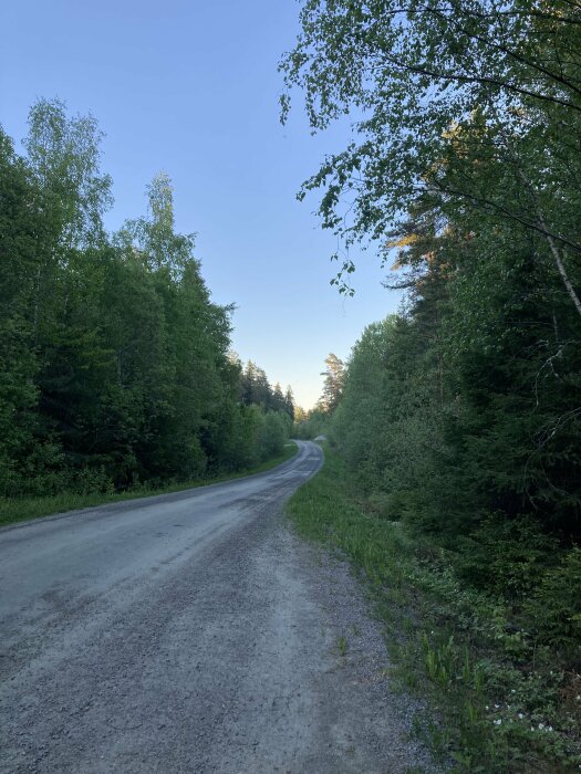 Grusväg som slingrar sig genom skog med gröna träd och en solnedgång i bakgrunden.