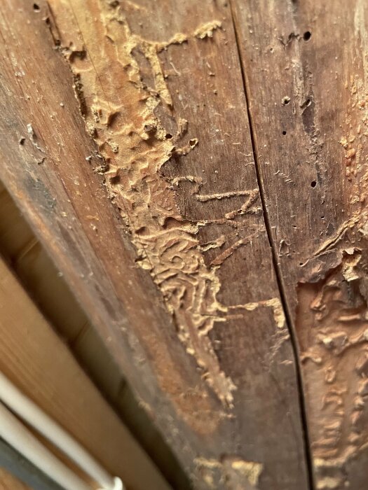 Skadad träyta med gångbanor och hål som tyder på aktivt skadedjursangrepp i ett gammalt timmerhus.