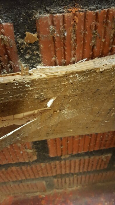 Träskada med hål och sågspån, tecken på skadedjur i en tidigare arbetsbänk av timmer.