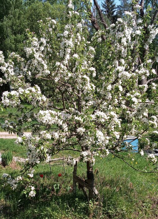 Äppelträd fullt av vita blommor mot gröna träd och en klarblå himmel.