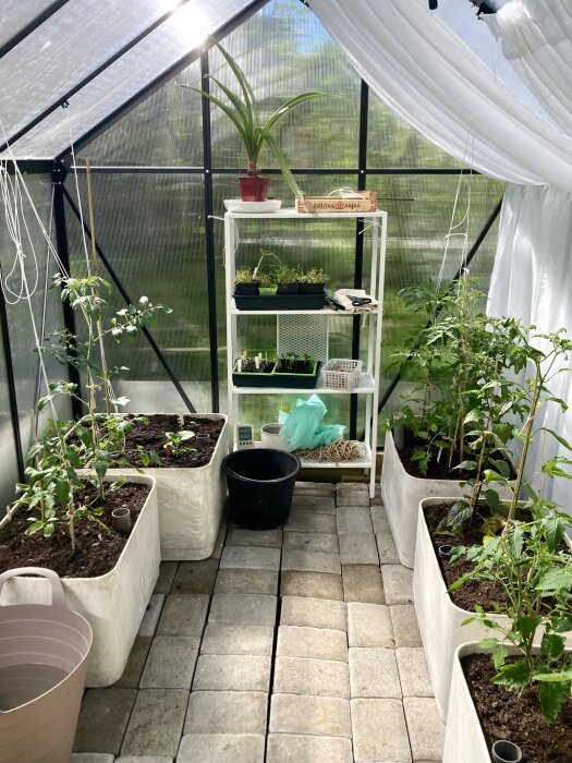 Växthus interiör med växande plantor som gurkor och tomat, använda gardiner som skuggväv, och hyllor med krukväxter.