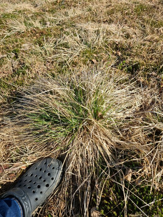 En fot i svart sko vid en tuva av mörkgrönt gräsogräs bland torrt gräs på gräsmattan.
