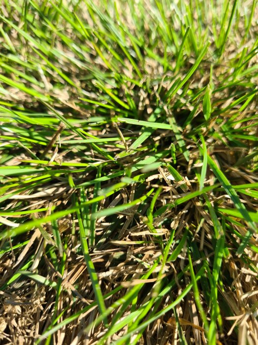 Mörkgrönt gräs blandat med vissna strån i solen, möjlig invasiv art på gräsmattan.