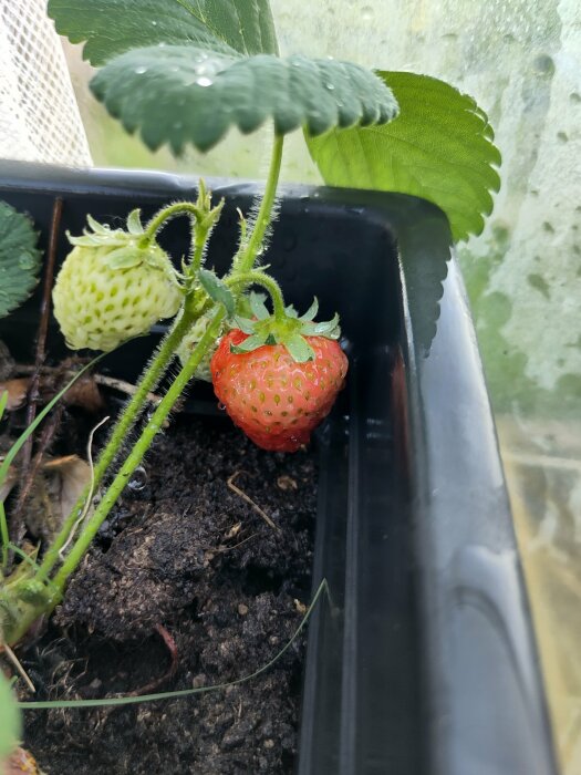 Mogen jordgubbe och omogen grön jordgubbe som växer på en planta i en svart planteringskruka.