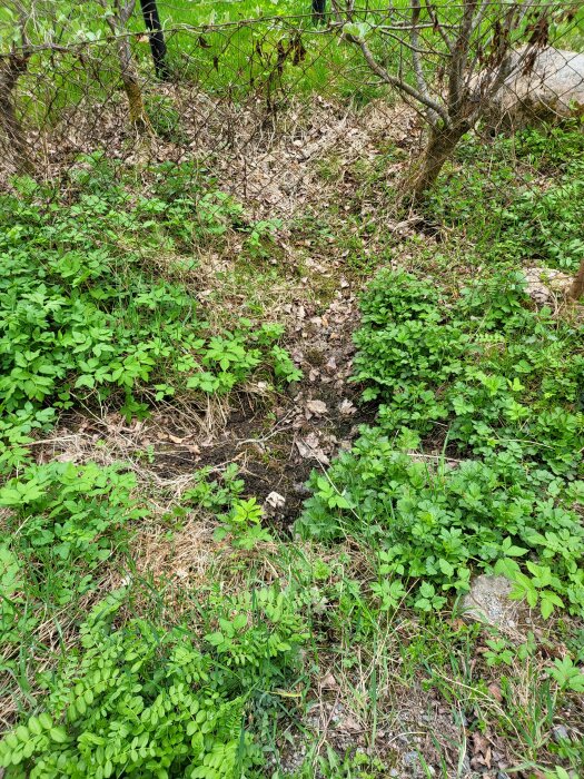 En övervuxen del av en vägkant med ris och bråte, omfattad av gröna växter och märken efter möjligt grävarbete.