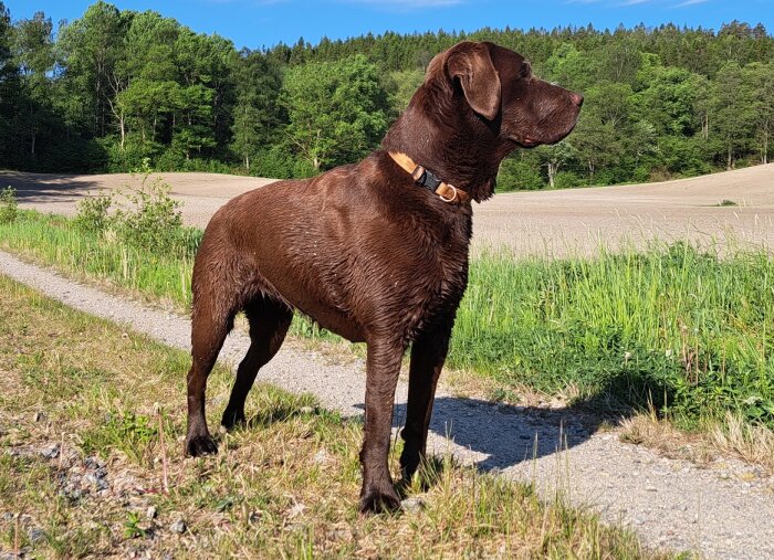 Brun labrador står på en väg och tittar ut över ett fält mot skog i solljus.