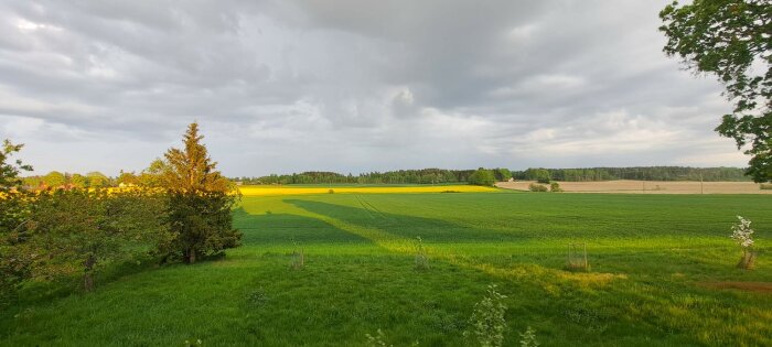 Soluppgång över ett grönt fält med gula blommor, träd i förgrunden och molnig himmel.