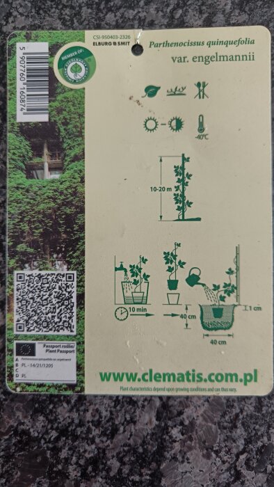 Etikett för Parthenocissus quinquefolia 'Engelmannii' med planteringsinstruktioner och temperaturtolerans -40°C.