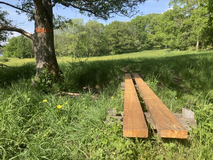 Träbro över gräsmark i skog, märkt träd till vänster, solig dag.
