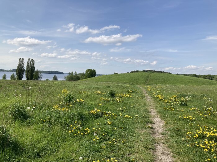 En stig genom en blomstrande äng med gula blommor, leder mot en kulle och ett blått vatten i bakgrunden.