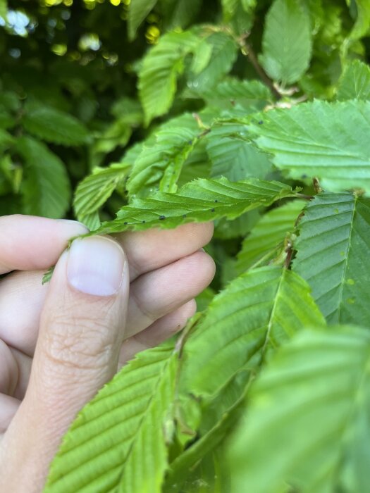 Hand undersöker avenboksblad med svarta prickar och skador som tecken på växtangrepp.