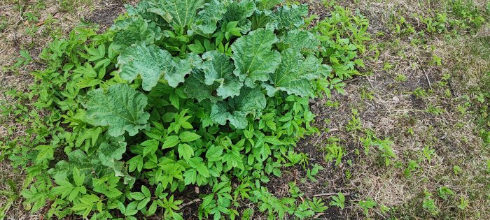 En rabarberplanta med stora blad bland unga tomater och chiliplantor i en trädgård.