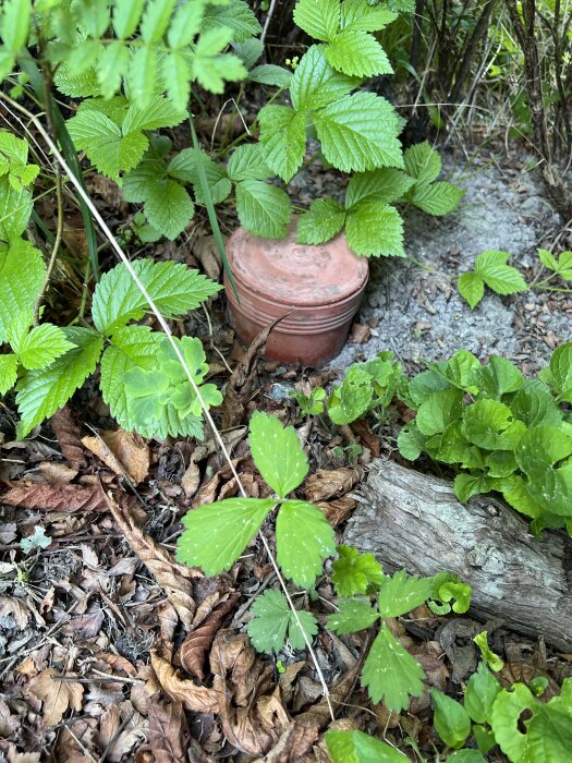 Brunorange dräneringsrörsingång vid gräns mellan backe och plan mark omgivet av löv och växtlighet.