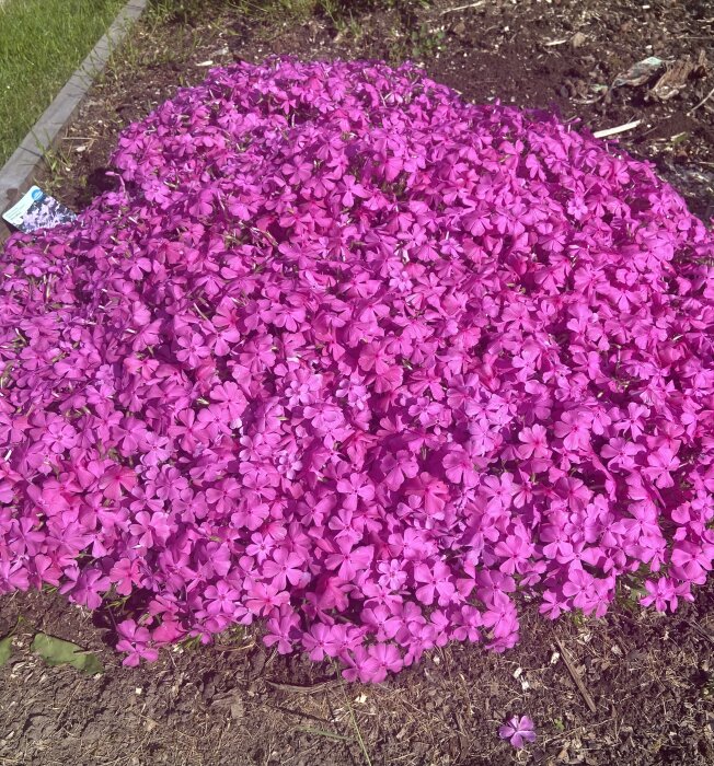 Hälsosam mossflox med frodig rosa blomning i en trädgårdsrabatt.