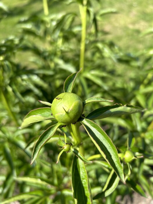 Knoppar på pionväxt med synliga myror, omgiven av gröna blad i trädgårdsmiljö.