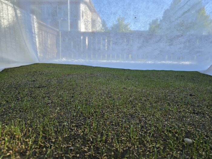 Nyligen sådd, ojämn gräsmatta med sparsamt gräs under lyft fiberduk.
