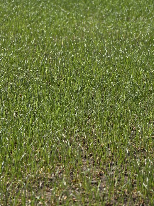 Ung gräsmatta med ojämn tillväxt av grässtrån mellan 4-9 cm höga, några jordfläckar synliga.