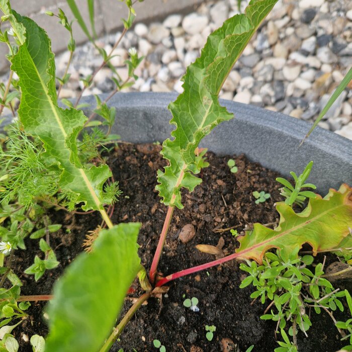 Plants and seedlings growing in a pot with questioning if they are weeds.