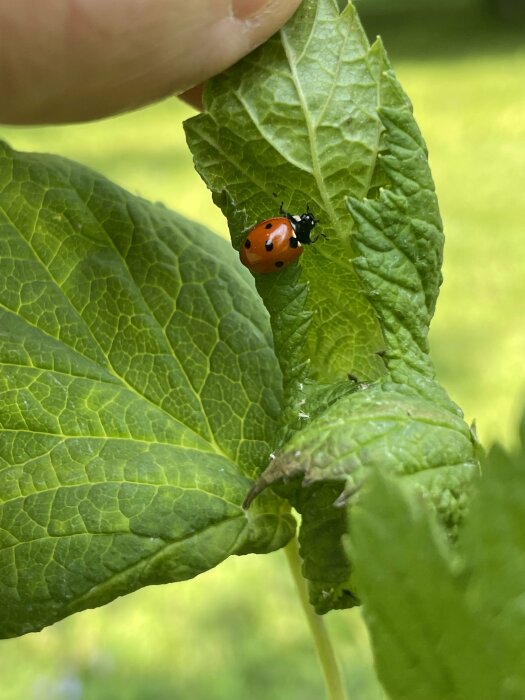 Nyckelpiga på grönt vinbärsblad, närbild som visar den lilla insekten i trädgården.