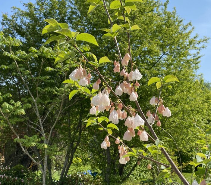 Trädgrenar med rosa storblommande snödroppar mot en bakgrund av grönska.