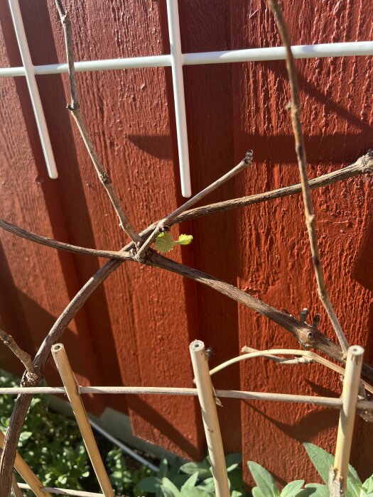 Vinplanta med nakna grenar fäst vid vit stödnät framför röd vägg, en ung skott syns.