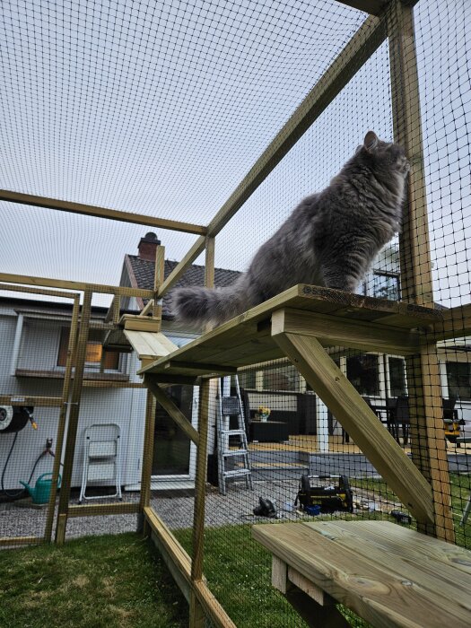 En katt inspekterar en nyligen byggd träkonstruktion med nät i en trädgård, verktyg och en stege i bakgrunden.