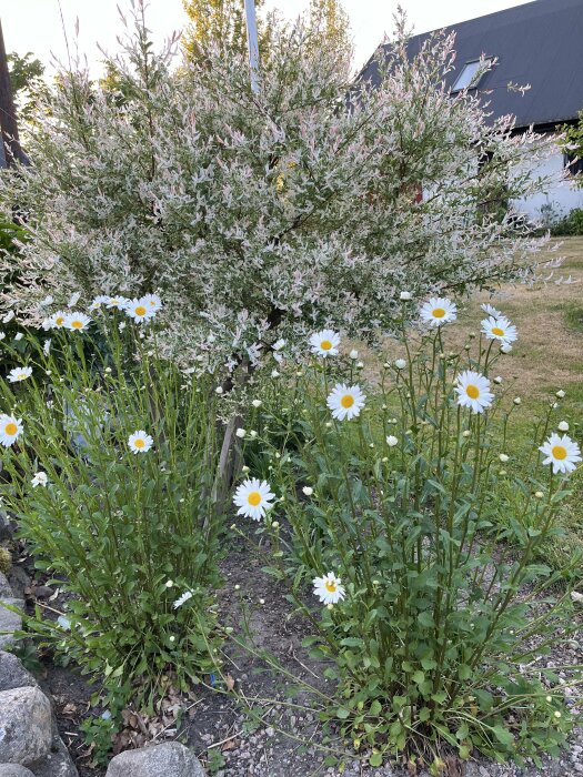Rabatt med prästkragar i förgrunden och en buske i bakgrunden mot en gräsmatta.