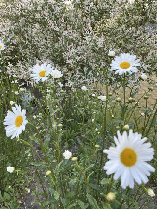 Vit prästkragar i blom i en rabatt med grön bakgrund av andra växter.