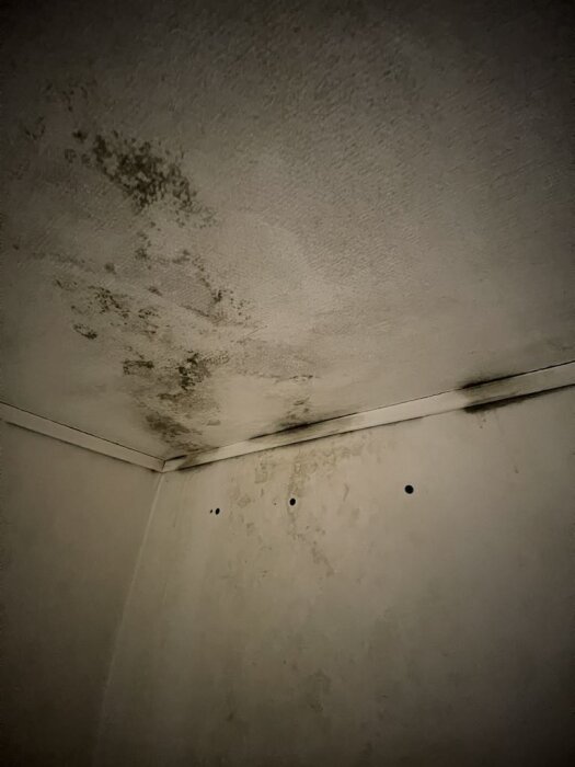 Mögel på hörn av taket och vägg i ett rum, synligt i vävens struktur på tapeten.
