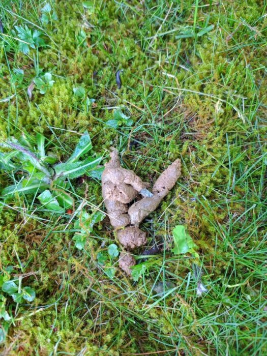 Djurbajs på mossa och gräs i en trädgård, potentiellt från en hund.