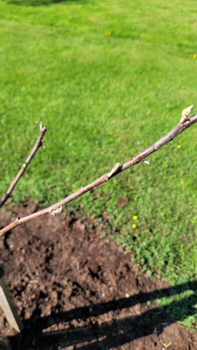 Gren av ett äppelträd med sparsamma knoppar och bruna blad som tyder på hälsoproblem, mot bakgrund av gräsmatta.