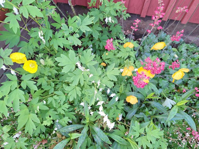 Trädgårdsrabatt med vit löjtnantshjärta, gul vallmo, rosa alunrot och gröna blad mot en röd staketbakgrund.
