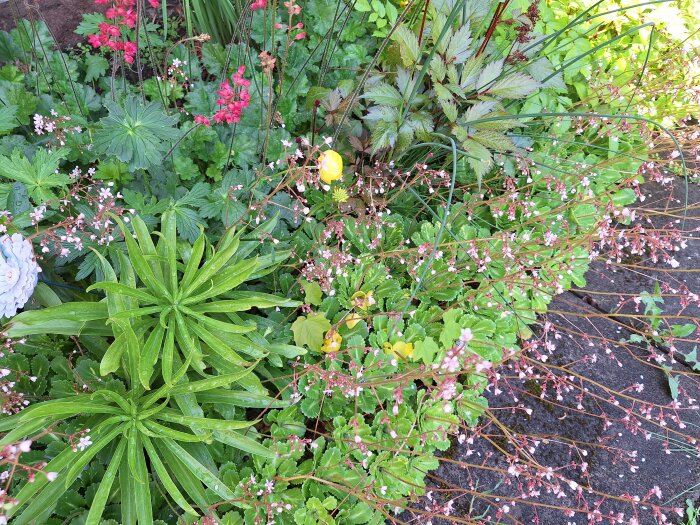En blomstrande trädgårdsrabatt med vit löjtnantshjärta, gula smörbollar, orange vallmor och gröna alunrotsblad.